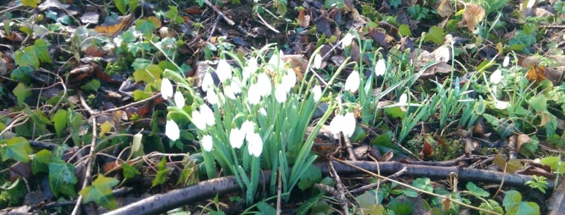 Snowdrops