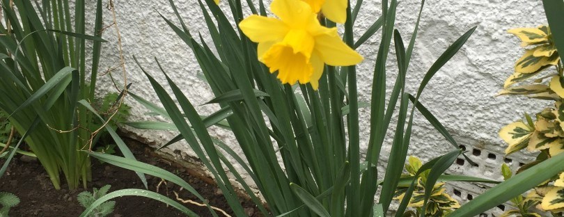 Driech Daffies