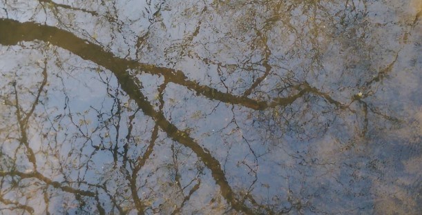 Watery Reflections
