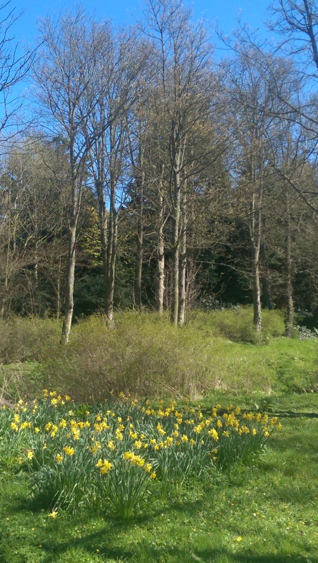 Winton Woods, near Pencaitland Bridge.