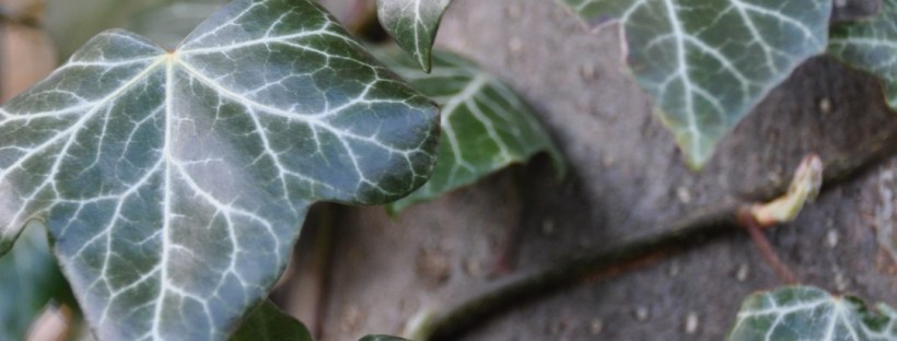 Ivy