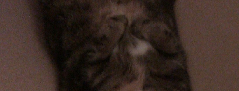 Dignity Not Required