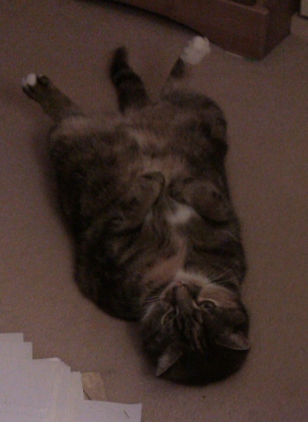 Dignity Not Required