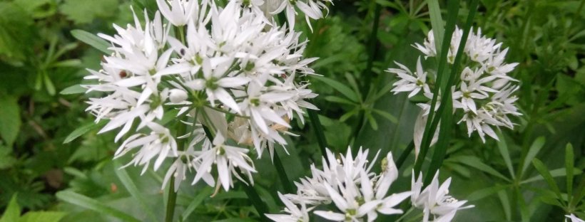 Flowers Of The Forest