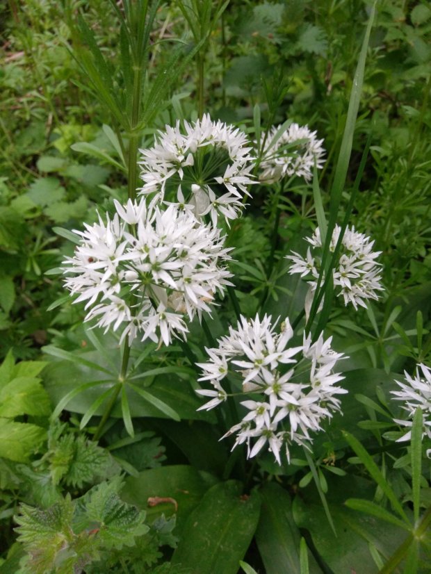 Flowers Of The Forest
