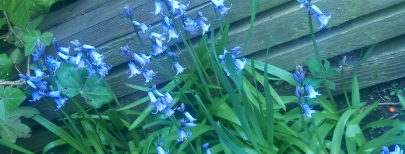 Bluebells