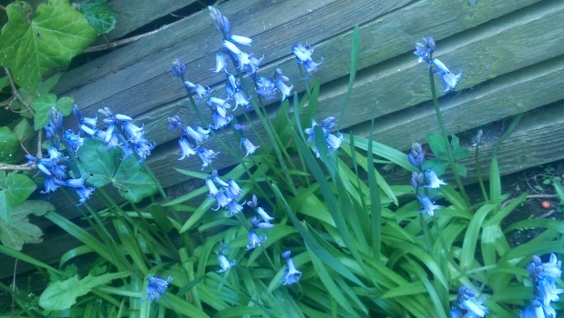 Bluebells