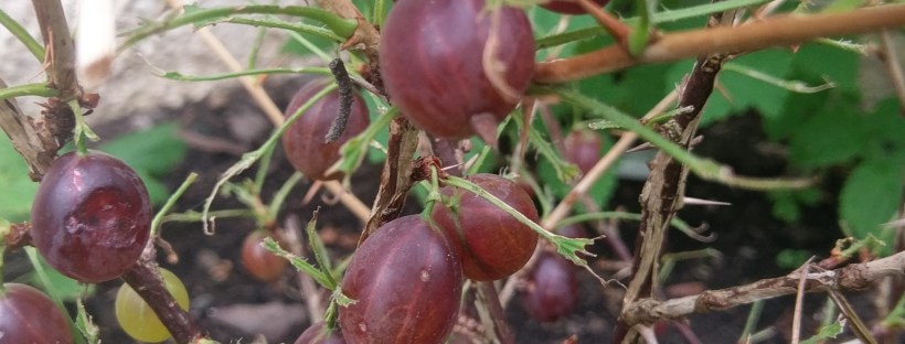 Gooseberries