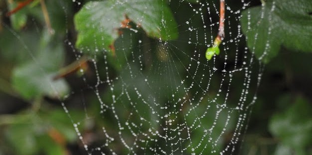 Web