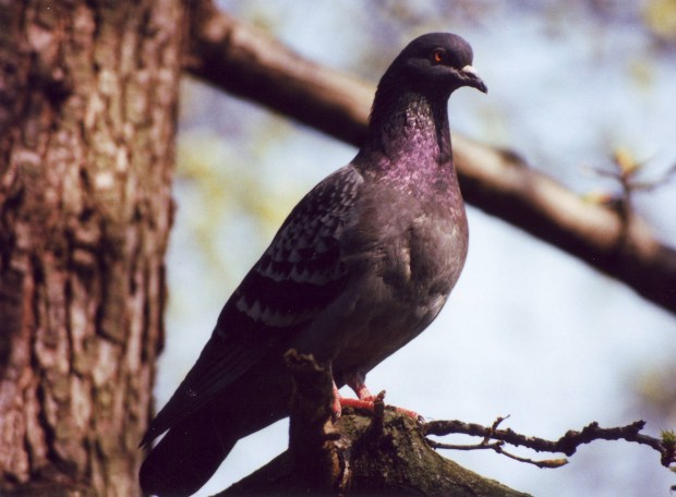 Pigeon