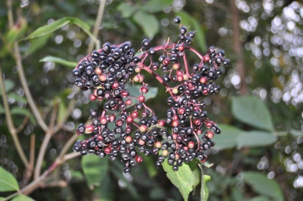 Autumn Berries