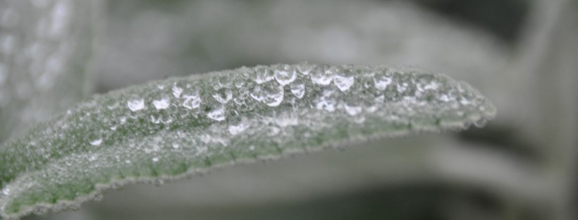 Raindrops