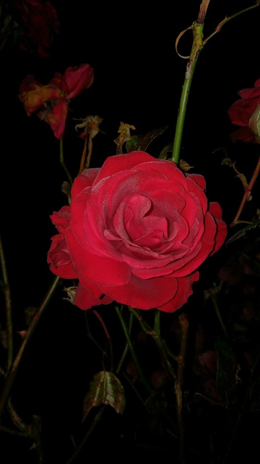 Dark Rose