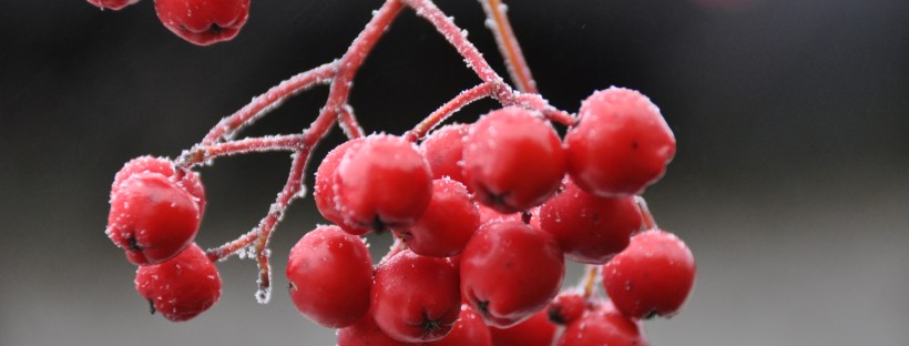 Frozen Berries