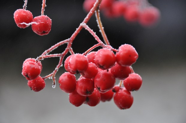 Frozen Berries