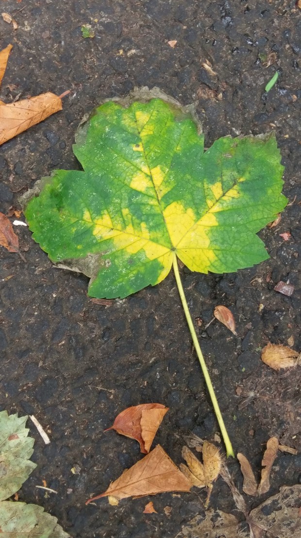 Fallen Leaf