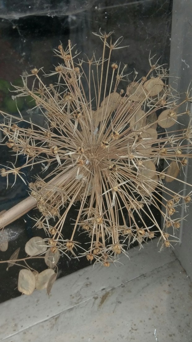 Seed Head