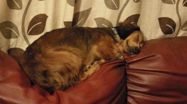 Let Sleeping Dogs Lie