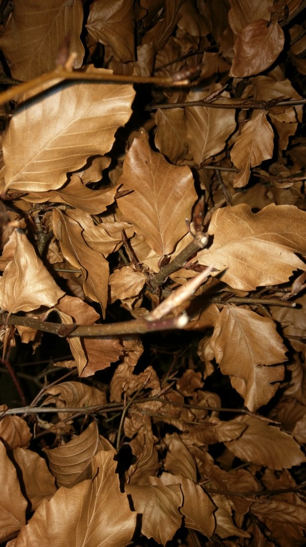Leaves