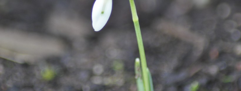 Snowdrop