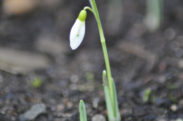 Snowdrop