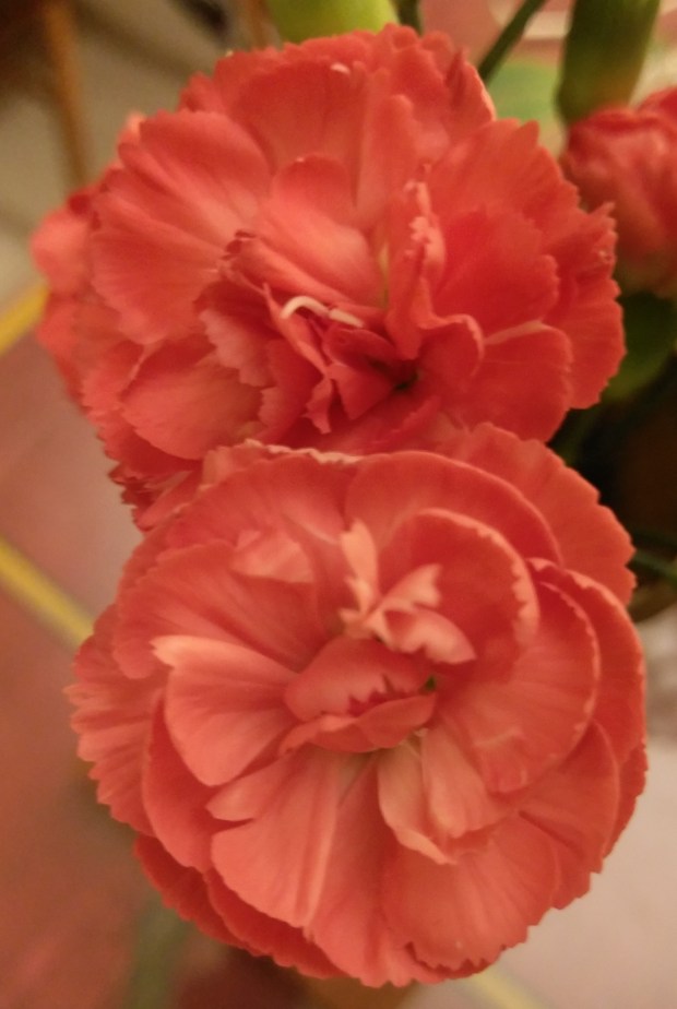 Carnation
