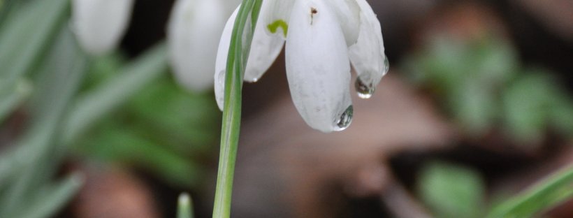 Snowdrop