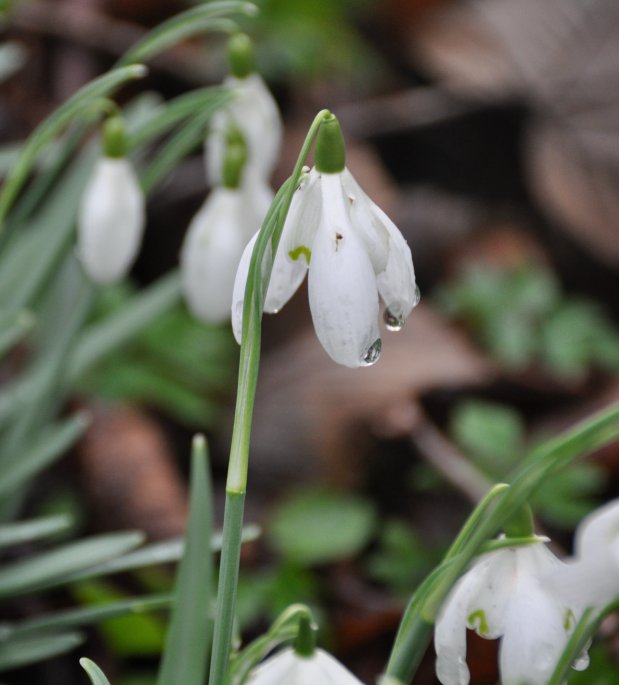 Snowdrop