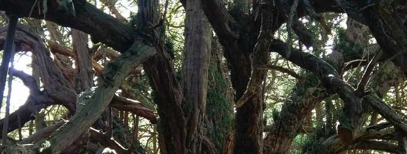 Great Yew