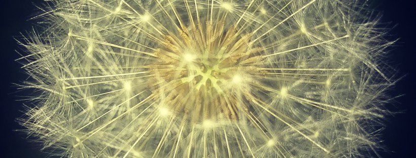 Dandelion Seeds