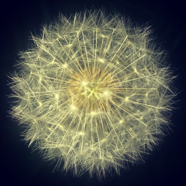 Dandelion Seeds