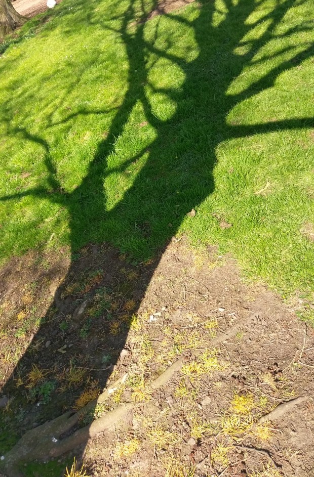 Long Shadow