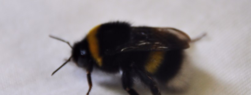 Bee