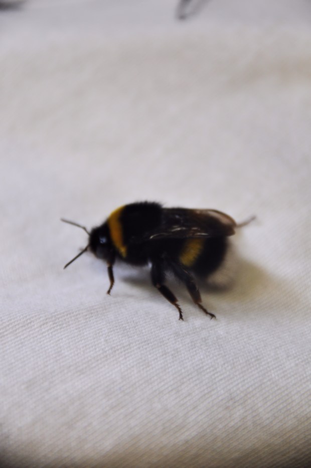 Bee