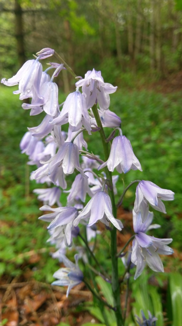Bluebells