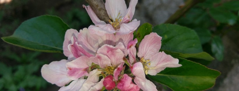 Apple Blossom