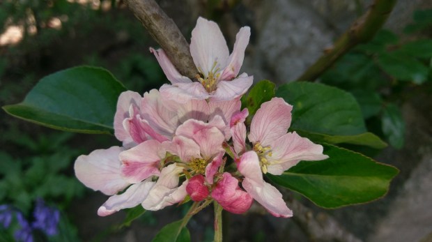 Apple Blossom