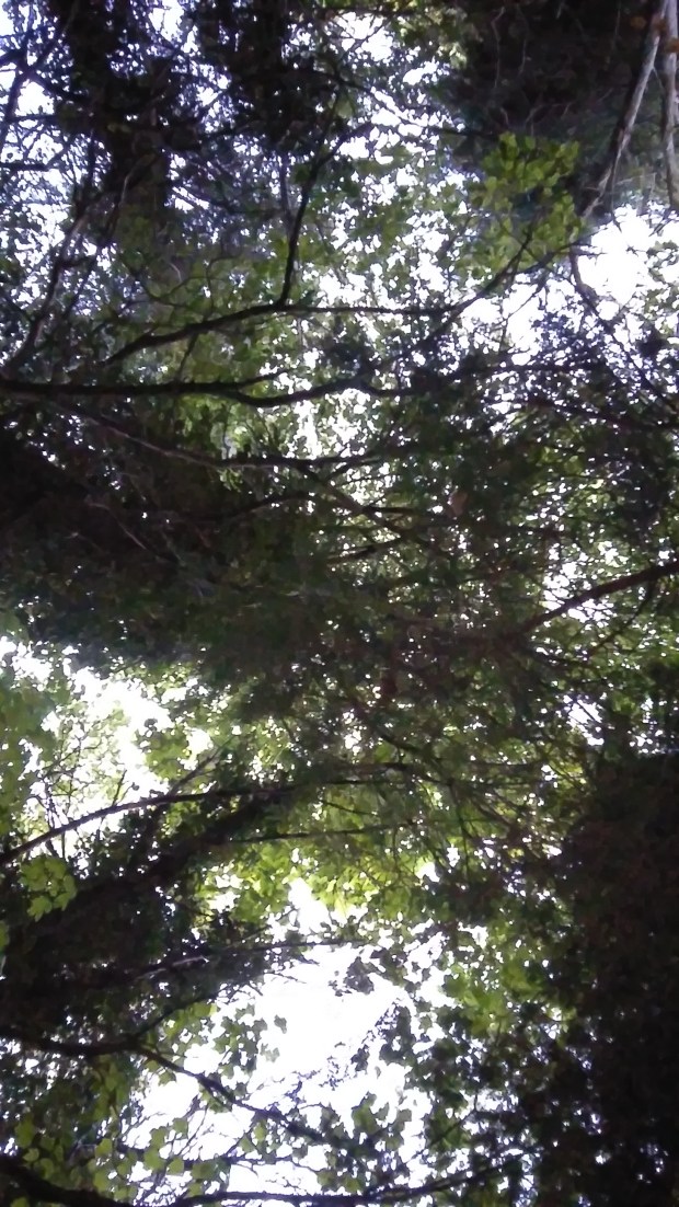 Canopy