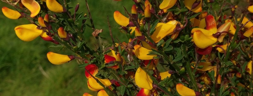 Gorse