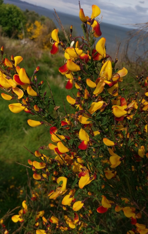 Gorse