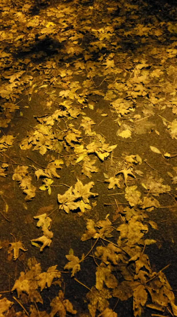 Fallen Leaves