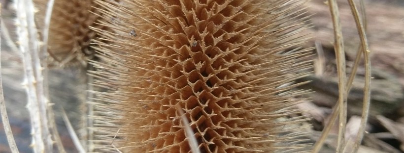Teasel