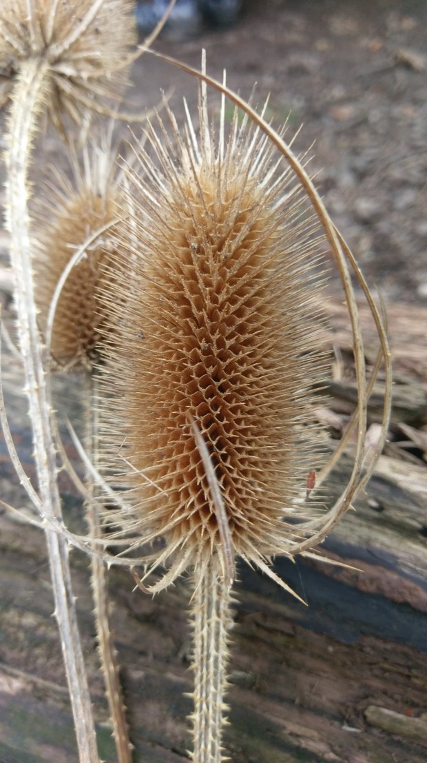 Teasel