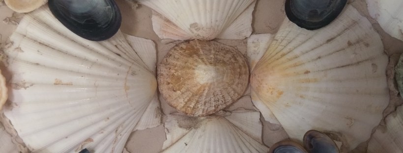 Shells