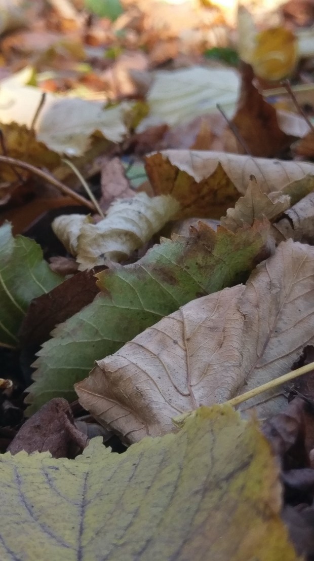 Fallen Leaves