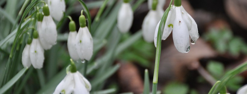 Snowdrops