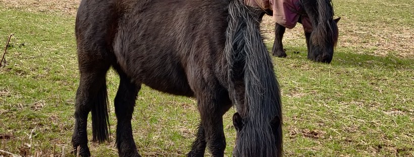 Two Horses In A Field
