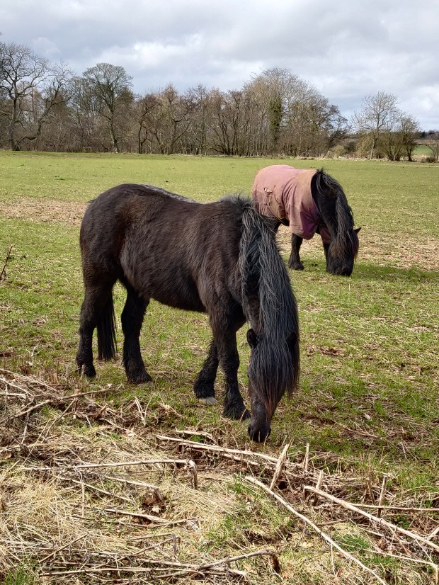Horses In A Field