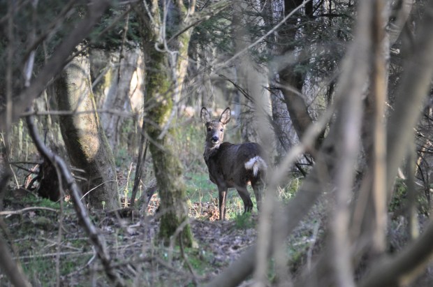 Watcher In The Woods