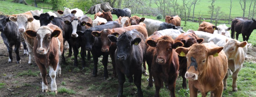 Herd Of Young Cattle